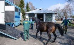 Shirley Watts podjęła 'postępowanie prawne' wobec stadniny w Janowie Podlaskim
