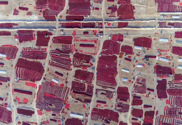 A view shows newly harvested red chili being spread out to dry in the sun in Bayingolin Mongol Auton