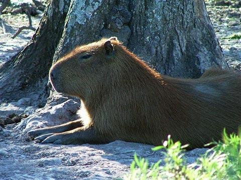 Galeria Argentyna - Delta rzek Parany i Urugwaju, fauna, obrazek 10