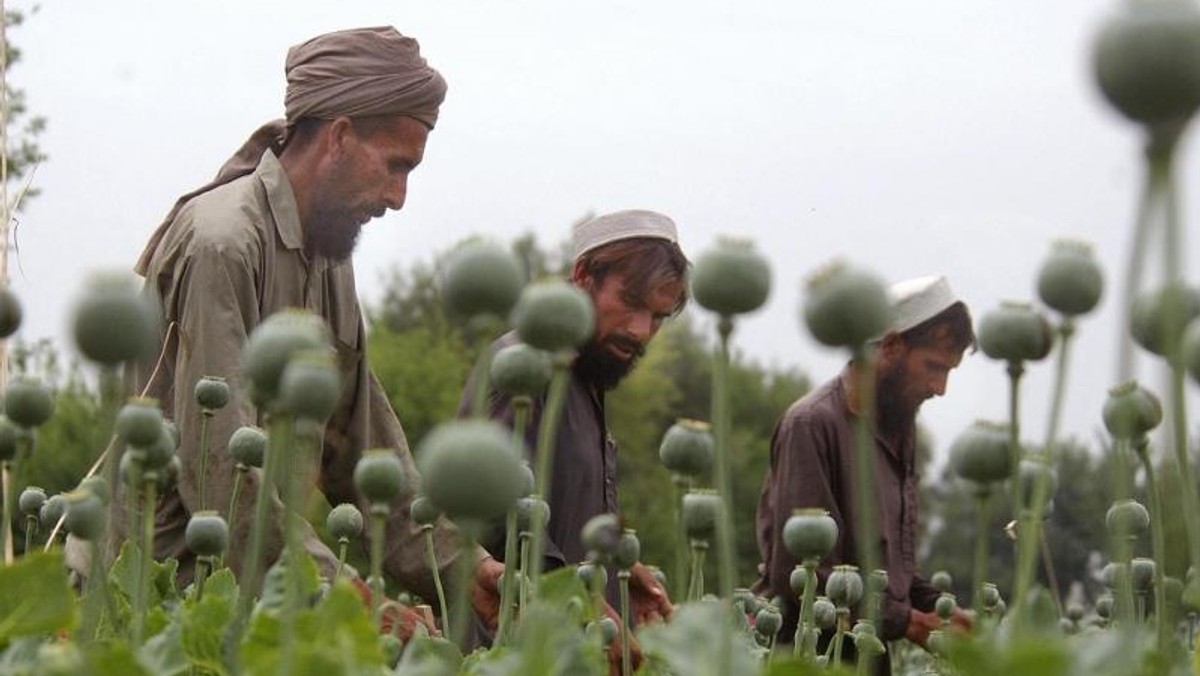 AFGANISTAN NARKOTYKI UPRAWY MAKU ZBIORY