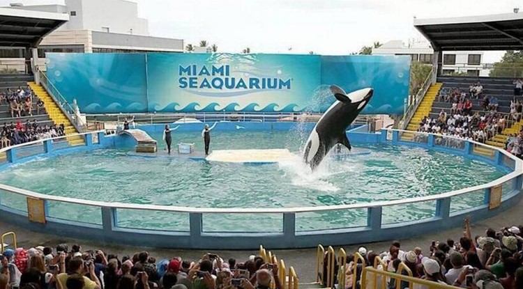 Lolita a miami-i seaquariumban