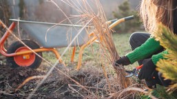 kiedy przycinać trawy rozplenice, miskanty, pampasowe? cięcie traw wiosną w pigułce