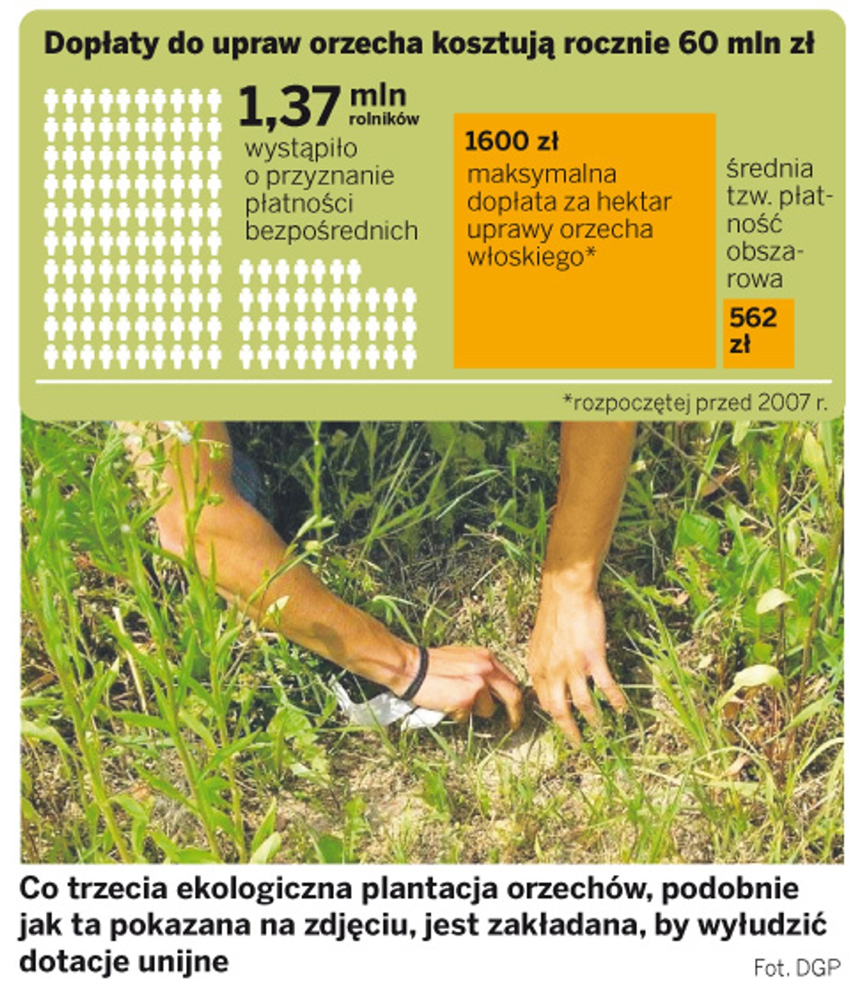 Dopłaty do upraw orzecha kosztują rocznie 60 mln zł