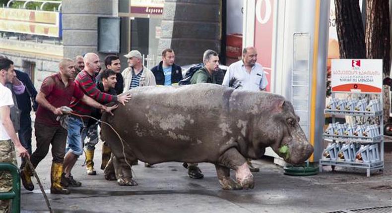 People help a hippopotamus escape from a flooded zoo in Tbilisi.