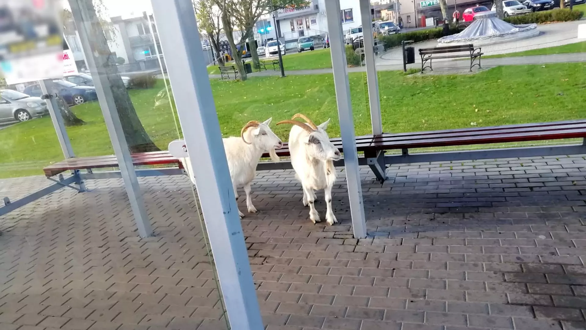 Policja wezwana do dwóch kóz. Stały na przystanku i "czekały na autobus"