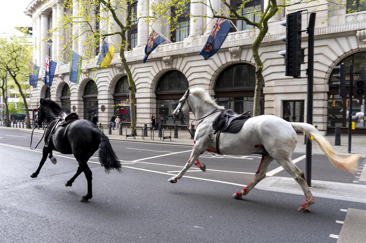 Dramat spłoszonych koni w Londynie. 