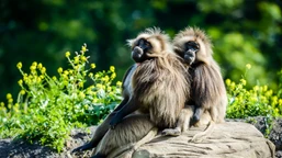 burza wokół niemieckiego zoo. protesty po uśmierceniu zdrowych zwierzą