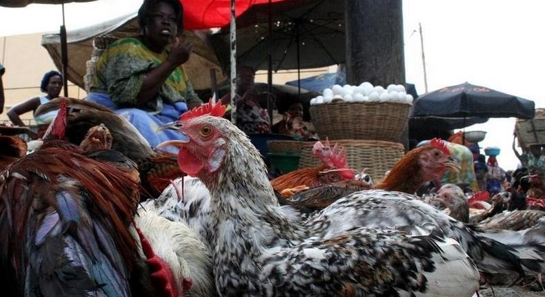 A Togolese woman sales chickens at a market in the capital Lome. File Photo. 