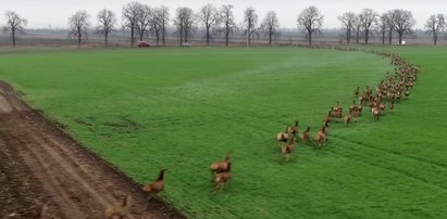 Niesamowite nagranie. Jelenie stworzyły "rzekę"