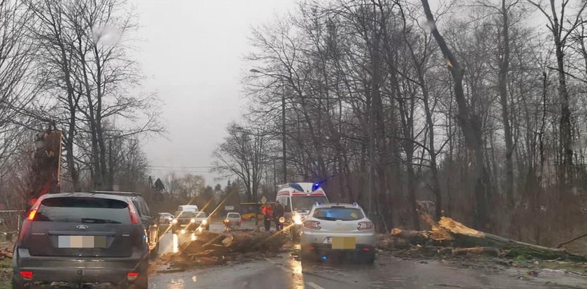 Wiatr szaleje po województwie łódzkim. Drzewa przygniatają samochody