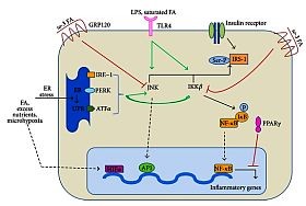 immun-diabetes-d00001C3F52cd8f6efa48