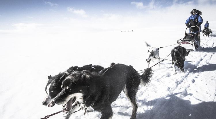Kutyaszánon szelte át a sarkvidéket a 25 éves magyar lány
