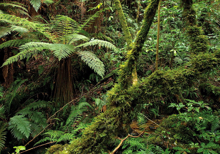 Paproć drzewiasta. Lasy Nowozelandzkie przypominają lasy jakie na Ziemii rosły kilkaset milionów lat temu Paprocie drzewiaste – paprocie wykształcające pień, który osiąga do 20 m - z rośliny często wyrabiane są pamiątki.