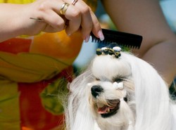 Nowy zawód: fryzjer psów