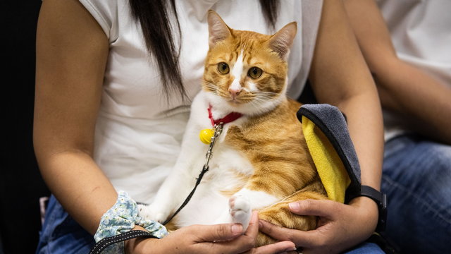Rossz hír a gazdiknak: összefüggés lehet a macskatartás és a skizofrénia között