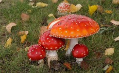 'Nieodpowiedzialni influencerzy'. Jak toksyny odkładają się w organizmie