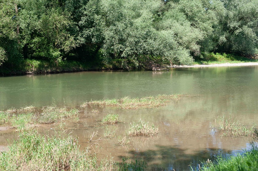 Plaga komarów w Oświęcimiu