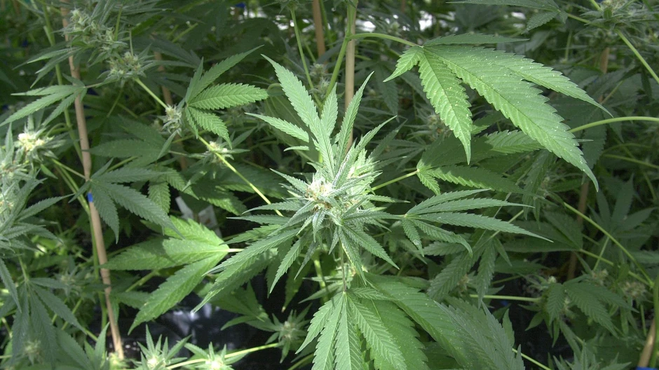 Kad je policija otkrila Nama na farmi kanabisa, imao je slomljene kosti u kičmi | Foto: BBC