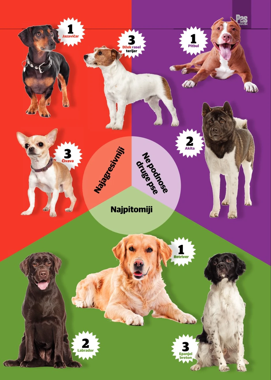 Najagresivniji psi pripadaju takozvanim malim rasama