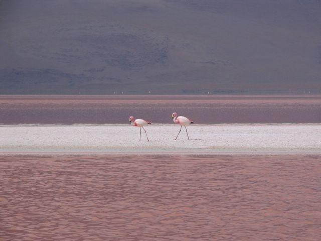 Galeria Argentyna, Boliwia, Peru - Z aparatem na Altiplano, obrazek 12