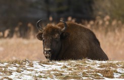 Żubr 'umierał powoli, w męczarniach'. To kolejny taki przypadek