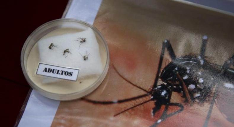 WHO issues stricter Zika guidelines to prevent sexual transmission