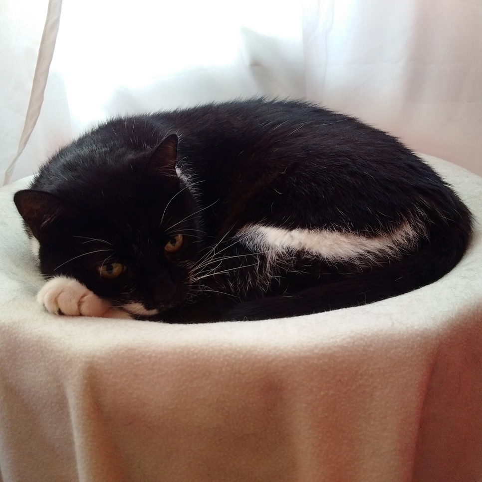 Salem 17 évig volt szerzőnk hű társa