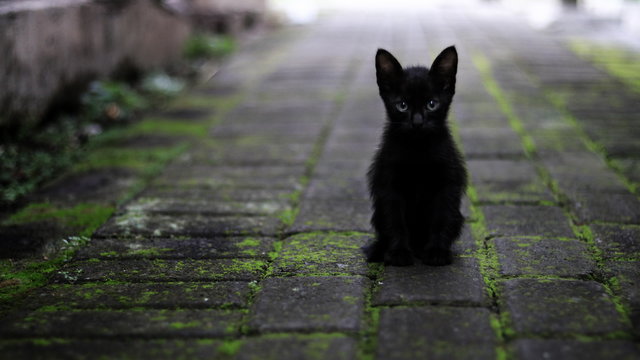 Spotykasz czarne koty w nieoczekiwanych momentach? To nie pech, a być może ważna wiadomość
