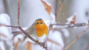 jak zwabić rudzika do ogrodu? czym dokarmiać rudzika, żeby przyleciał do karmnika?