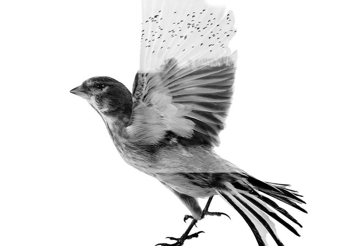 "The Common Linnets" - rytmiczne country