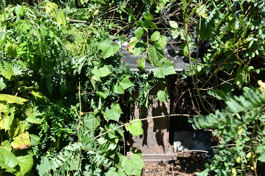 Jelena Marjanović  zarasla spomen ploča