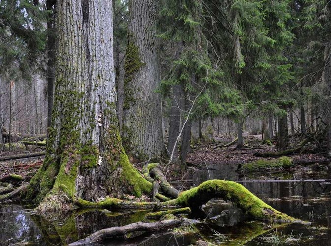 Uroki Puszczy Białowieskiej © www.tydecydujesz.org Fot. Janusz Korbel