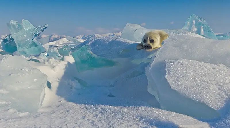 cute-baby-seal-waves-photographer-alexy-trofimov-russia-03a