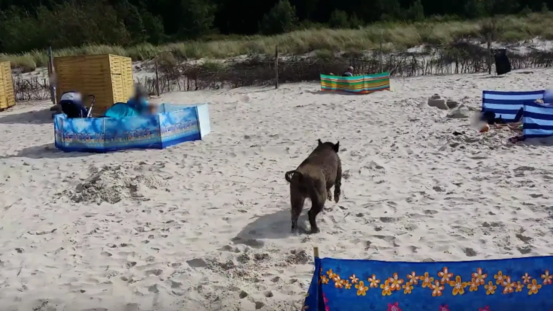 Niecodzienna sytuacja na plaży w Karwi: zagubiony dzik poturbował ludzi