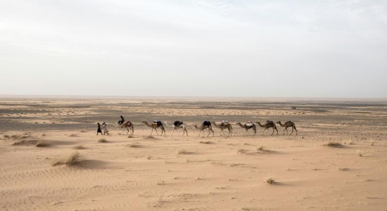 Travelling at a camel's pace provides a greater chance of spotting artefacts in the sand, Tillet says