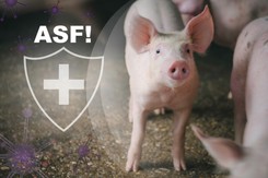 1,8 tys. świń zagrożonych. 'Śmiertelność sięga nawet 100 proc'