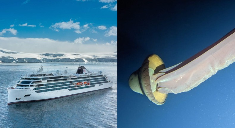 Tourists saw giant phantom jellyfish, typically an elusive species, during Viking Expedition submersible rides.Viking Expedition; Mark Niesink/Viking Expedition