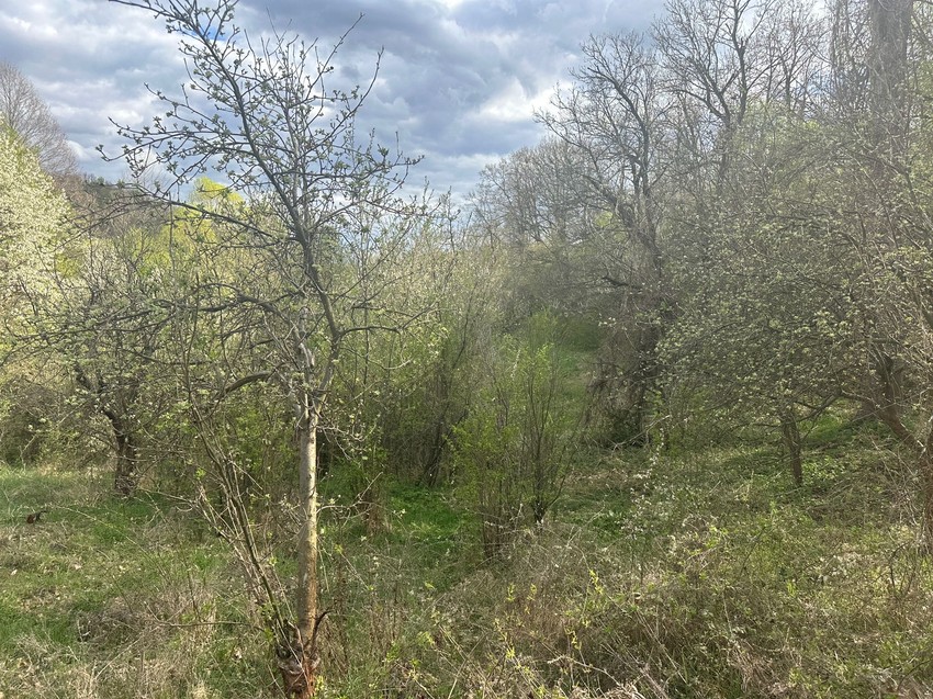 Šuma u koju će policija pretražiti