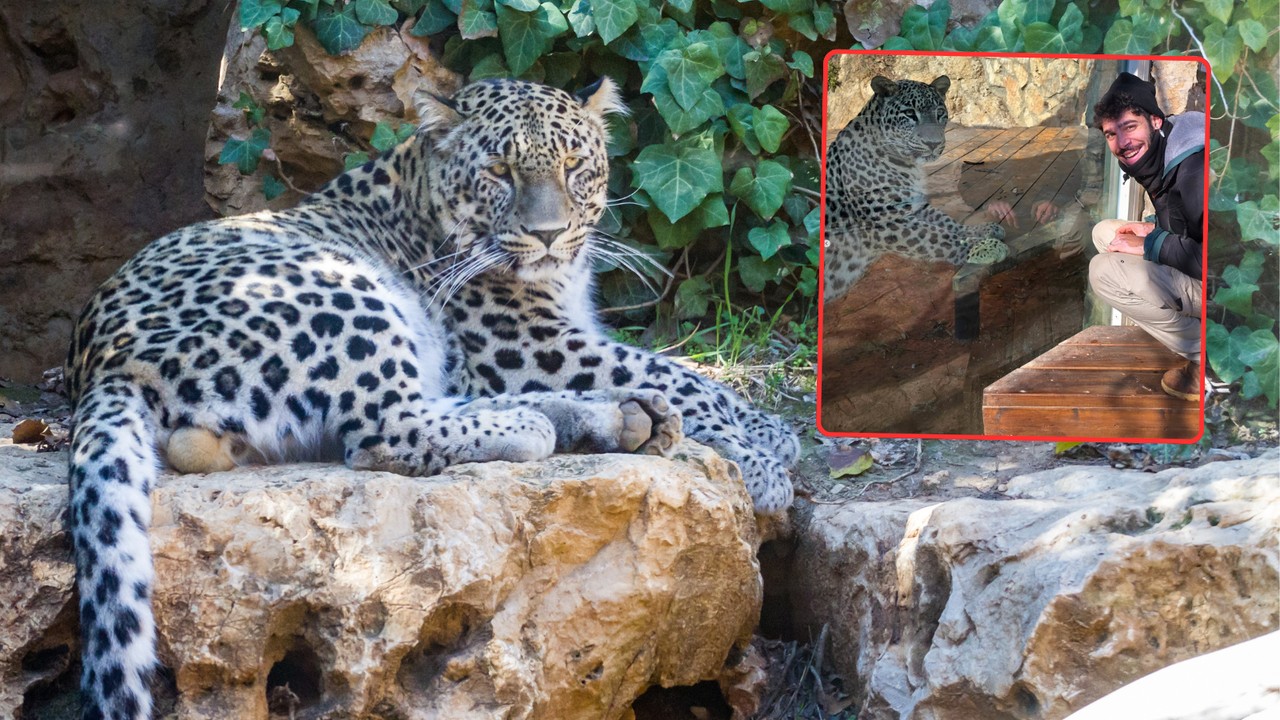 Lampart uciekł z wybiegu w zoo w Izraelu. Nie żyje jedna osoba