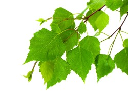 Siła naparu z liści brzozy. Odchudza, leczy infekcje