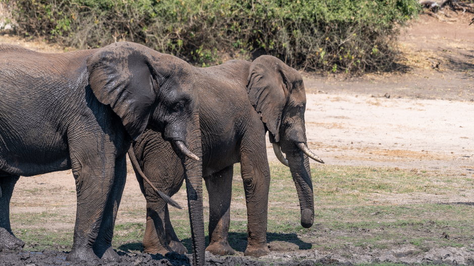 Botswana: zagadka masowej śmierci słoni rozwiązana. Przyczyną były sinice