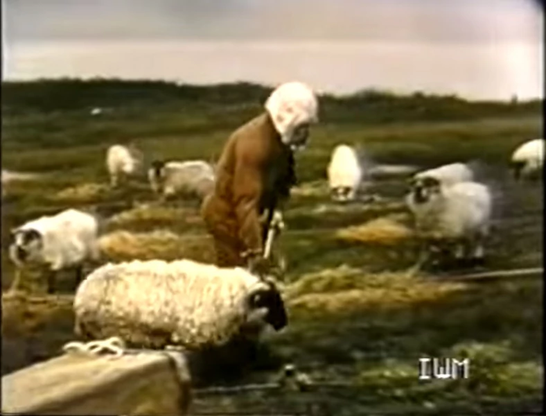Owca wystawiona na działanie wąglika prowadzona przez naukowca
