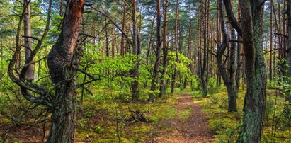 Zmora grzybiarzy. Atakują całą chmarą. Niewiele osób o tym wie