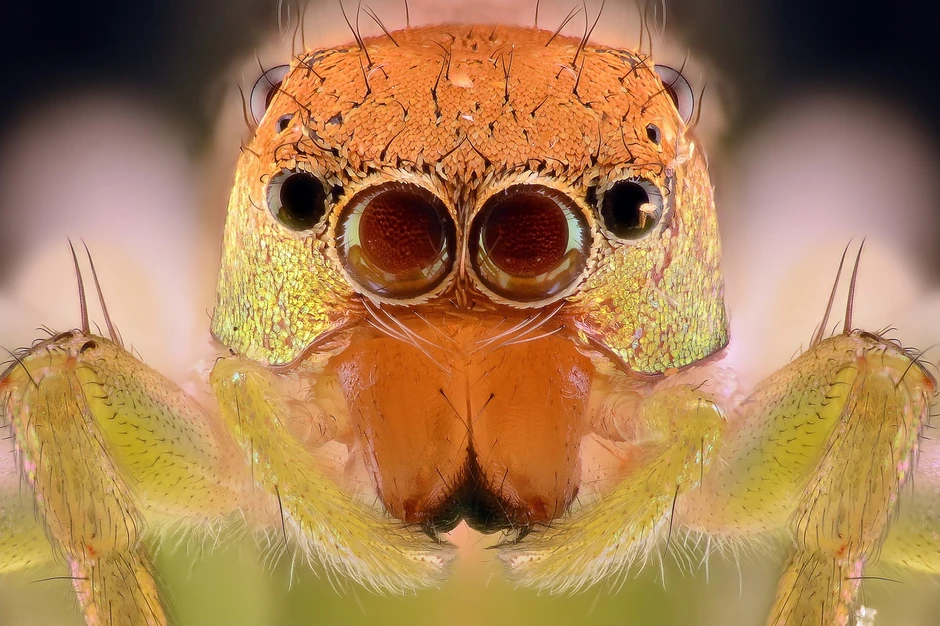 Fotograf je zabeležio simetriju glave i tela