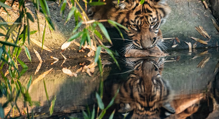 Tygrysy dostały wsparcie na Sumatrze