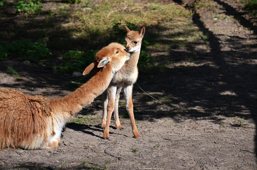 Zoo znów będzie czynne