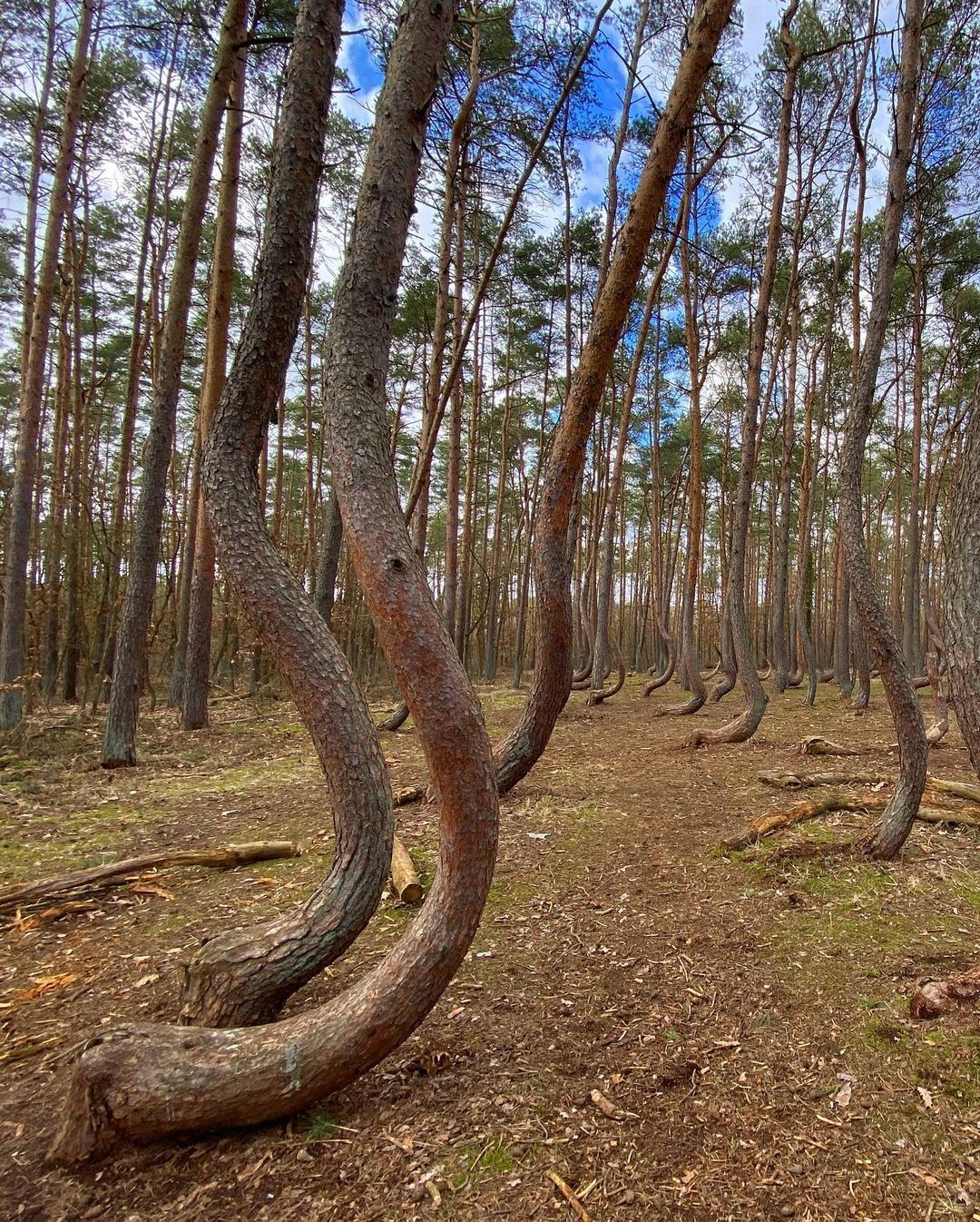 Krivý les