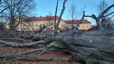 Padło jedno z największych i najpiękniejszych drzew Krakowa