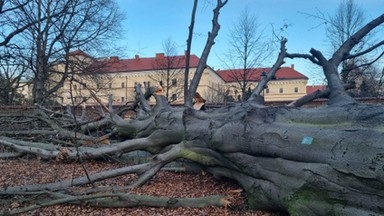 Padło jedno z największych i najpiękniejszych drzew Krakowa