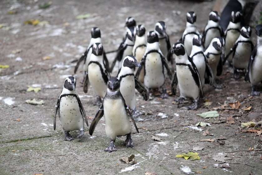 Warszawskie zoo zamieszkują afrykańskie pingwiny